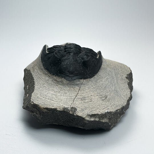 Trilobite Hollardops Fossil