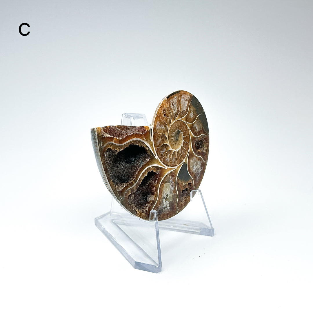 Chambered Ammonite - Rocks and Gems Canada