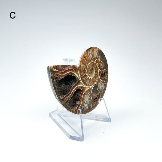 Chambered Ammonite - Rocks and Gems Canada