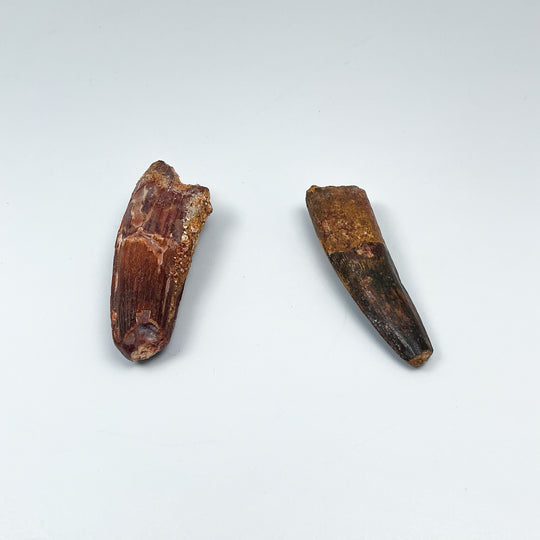 Fossilized Spinosaurus Tooth Specimen