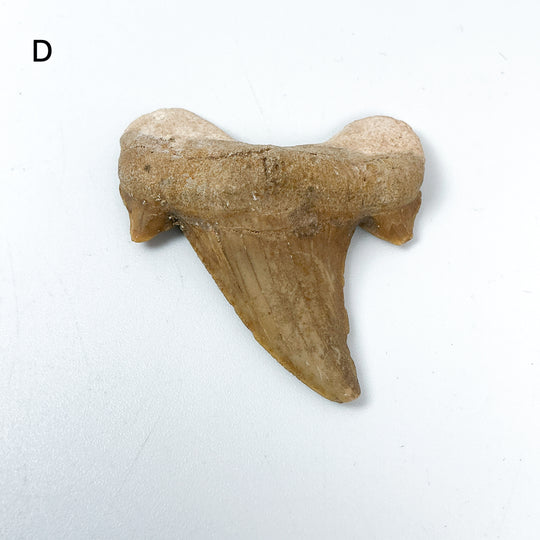 Fossilized Otodus/Lamna Shark Tooth Specimen