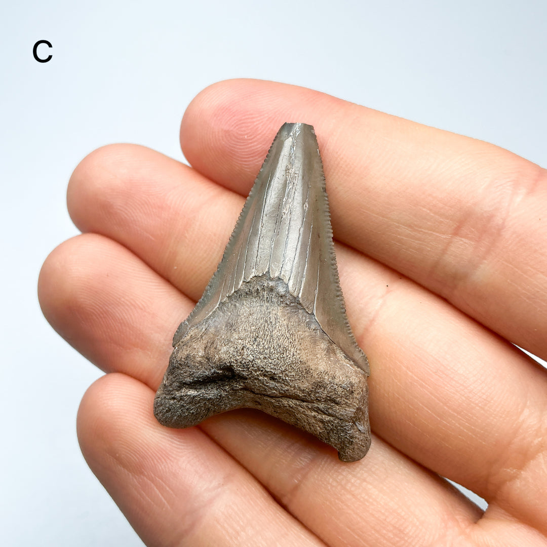Fossilized Shark Tooth Specimen: Carcharodon Megalodon
