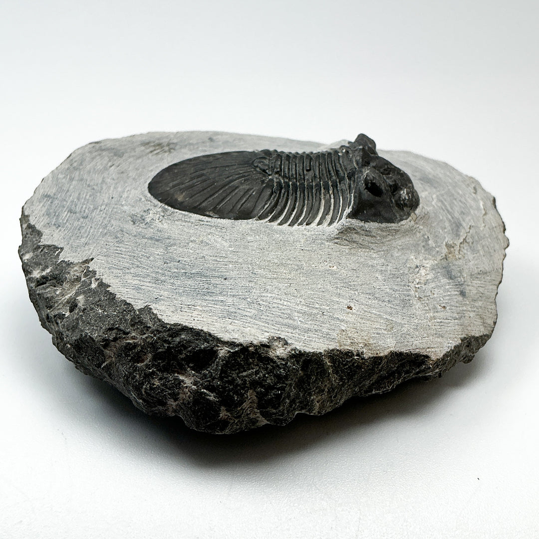 Trilobite Scutellum Fossil