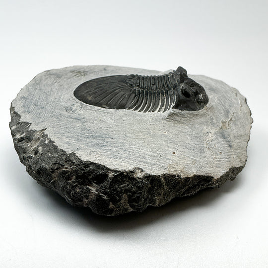 Trilobite Scutellum Fossil