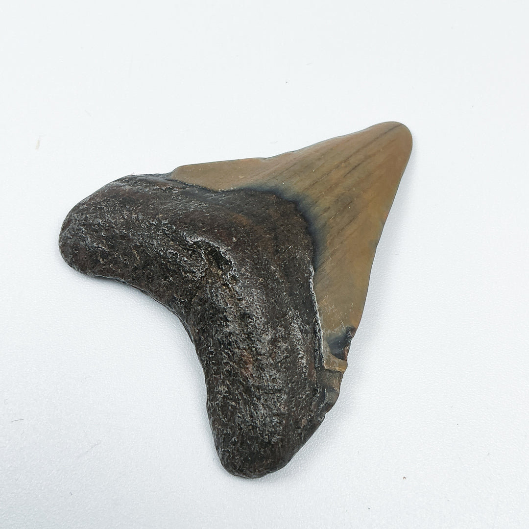 Fossilized Shark Tooth Specimen: Carcharodon Megalodon