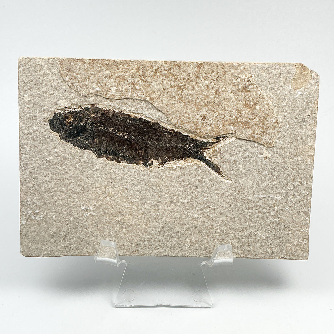 Fish Fossil
