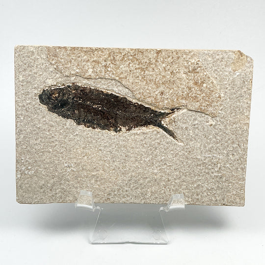 Fish Fossil