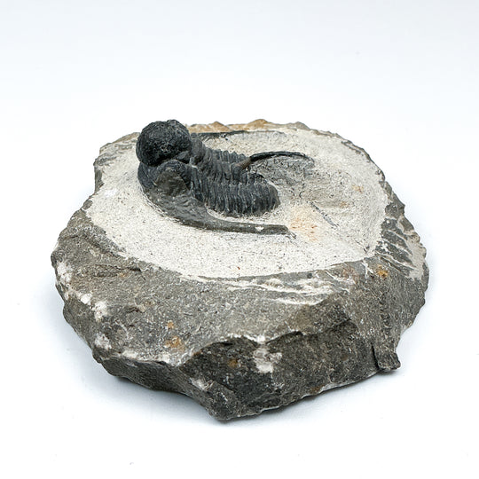 Trilobite Otarion Fossil - Rocks and Gems Canada