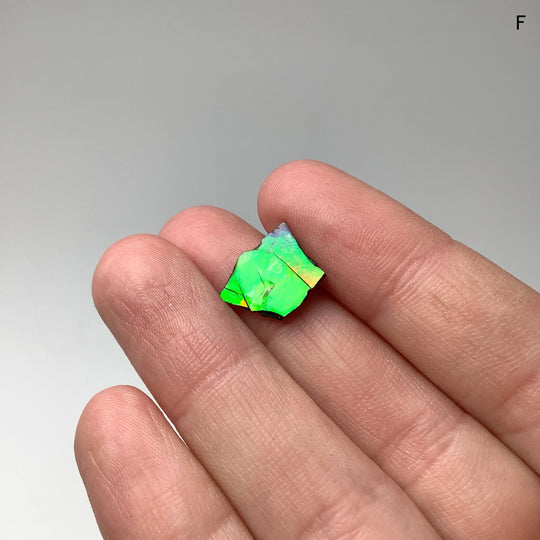 Ammolite Specimen - Rocks and Gems Canada