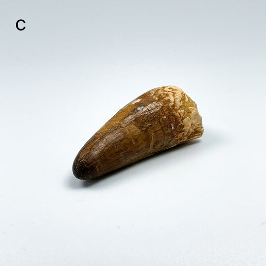 Fossilized Spinosaurus Tooth Specimen