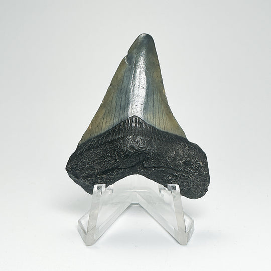 Fossilized Shark Tooth Specimen: Carcharodon Megalodon