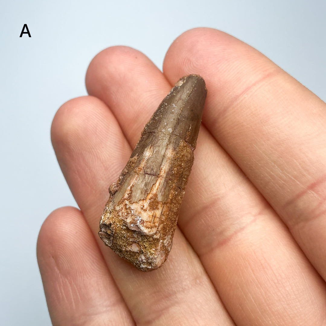 Fossilized Spinosaurus Tooth Specimen