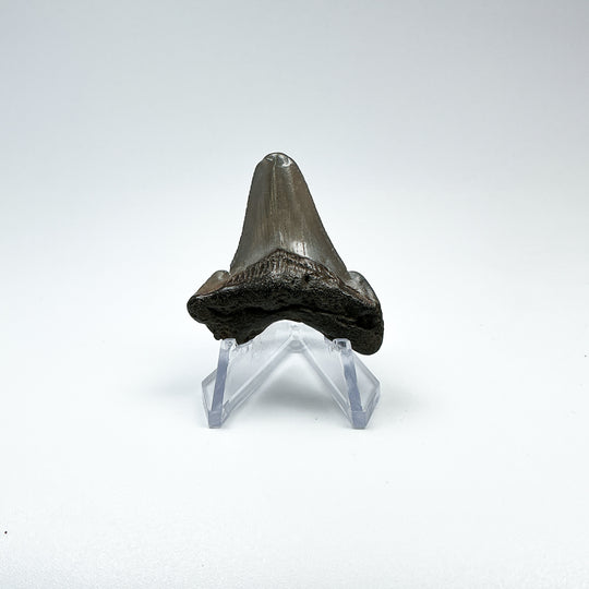 Fossilized Shark Tooth Specimen: Early Megalodon - Rocks and Gems Canada