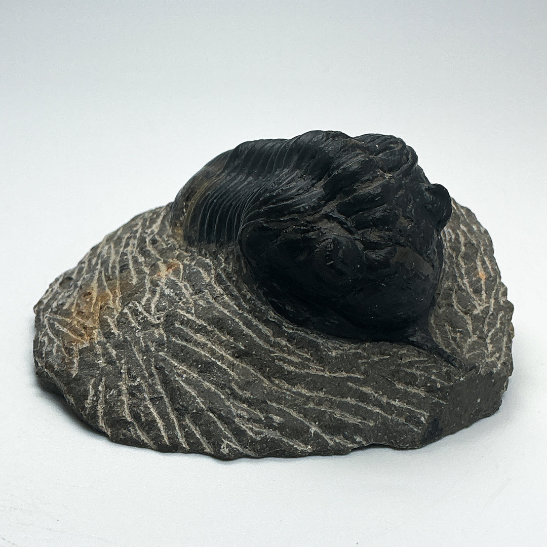 Trilobite Moroccanite Fossil