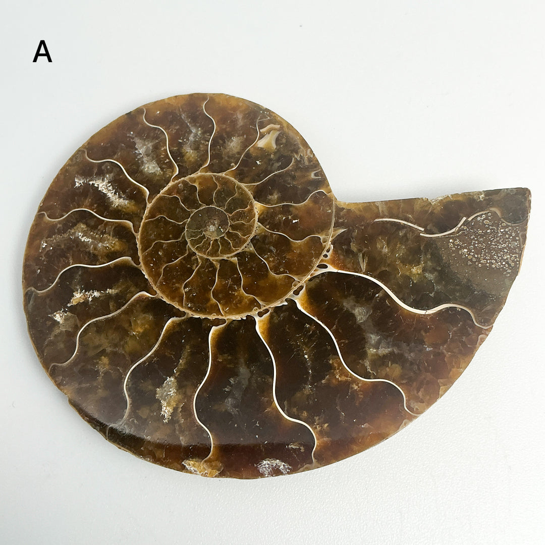 Chambered Ammonite