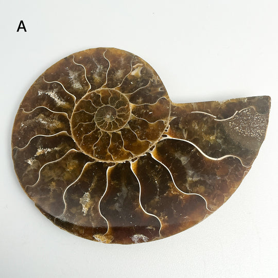 Chambered Ammonite