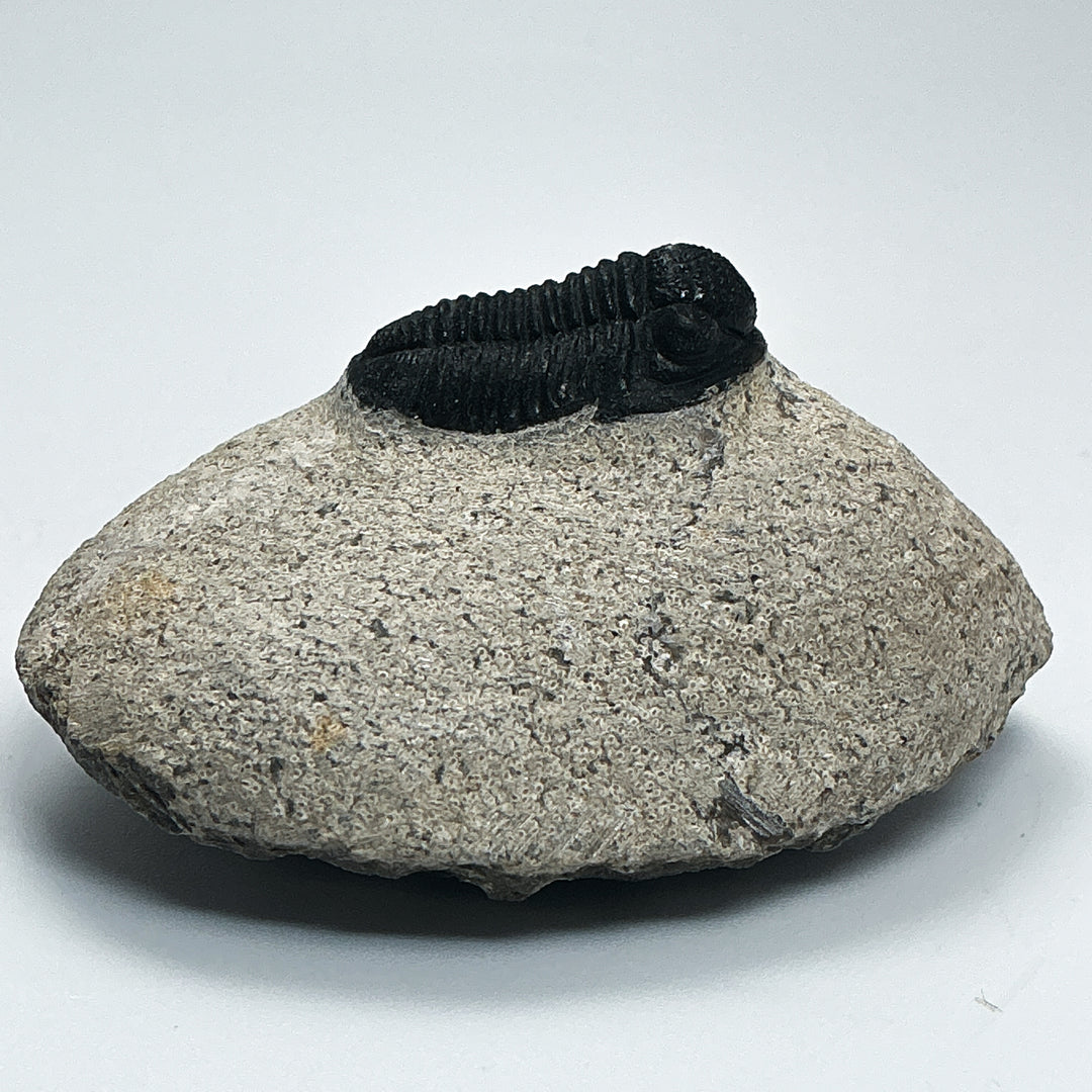 Trilobite Proetus Fossil