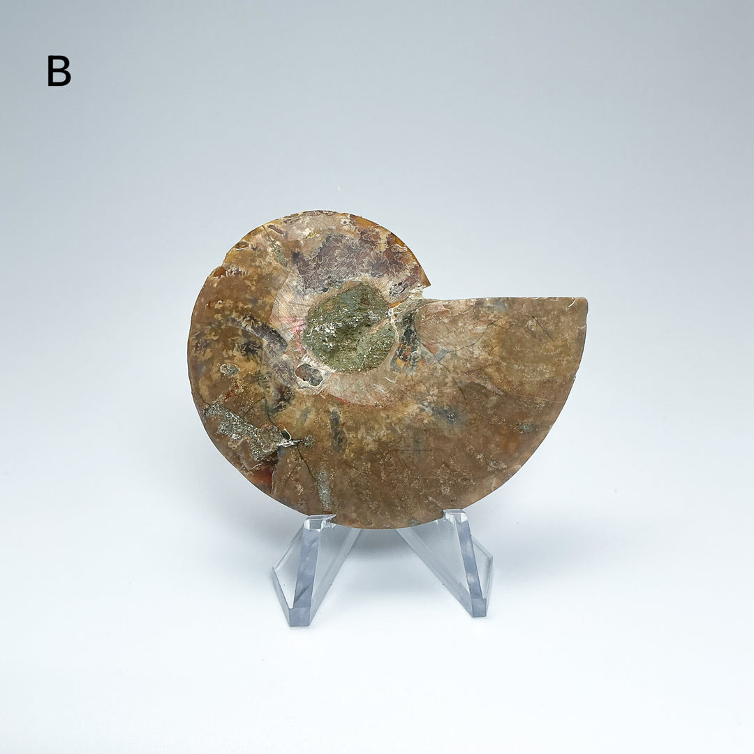Chambered Ammonite