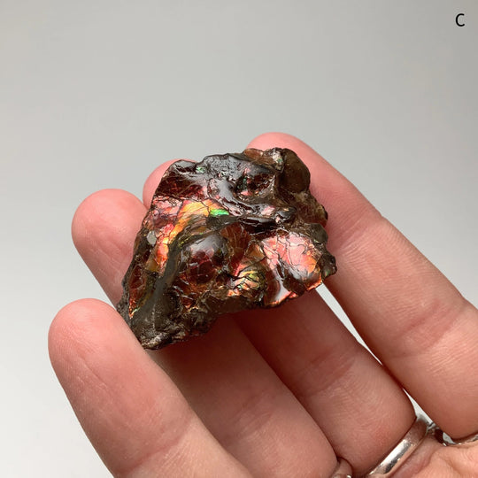Ammolite Specimen - Rocks and Gems Canada