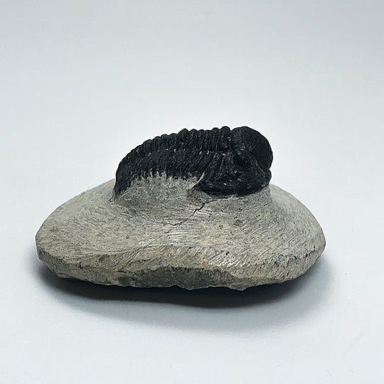 Trilobite Proetus Fossil