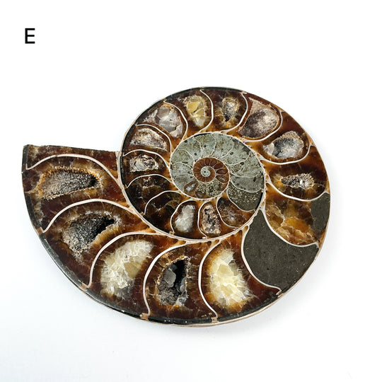 Chambered Ammonite - Rocks and Gems Canada