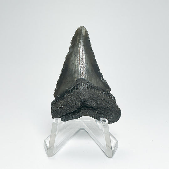 Fossilized Shark Tooth Specimen: Carcharodon Megalodon