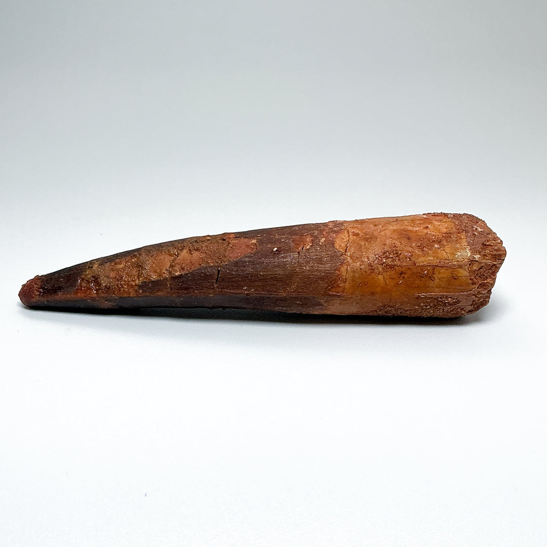Fossilized Spinosaurus Tooth Specimen