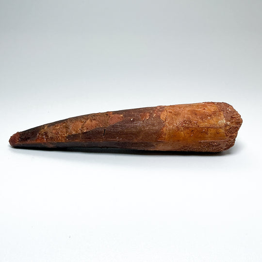 Fossilized Spinosaurus Tooth Specimen