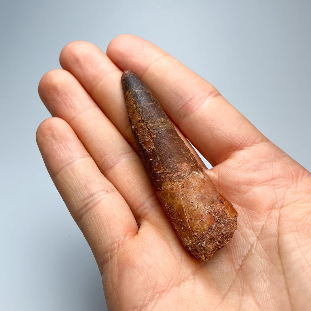 Fossilized Spinosaurus Tooth Specimen