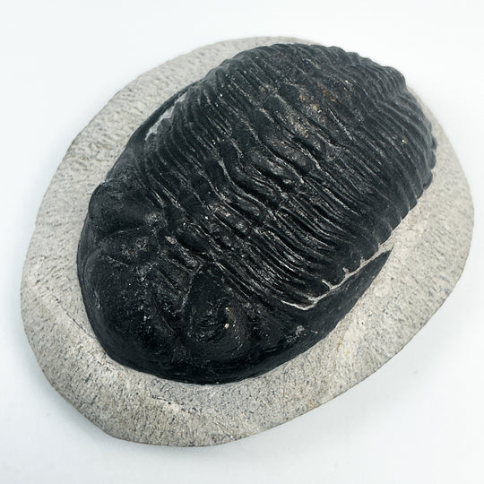 Trilobite Hollardops Fossil