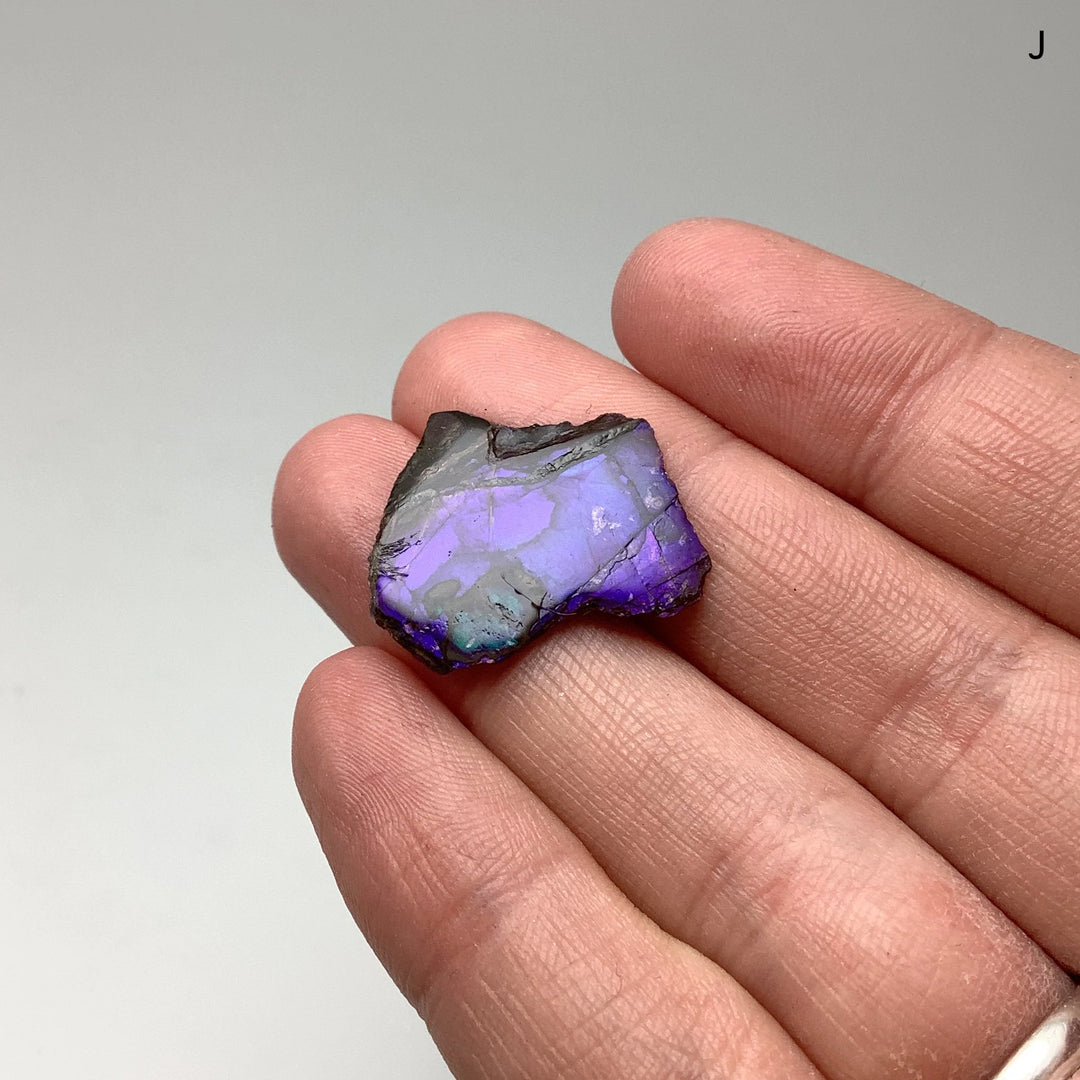 Ammolite Specimen - Rocks and Gems Canada