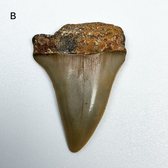 Fossilized Shark Tooth Specimen: Extinct Great White Shark