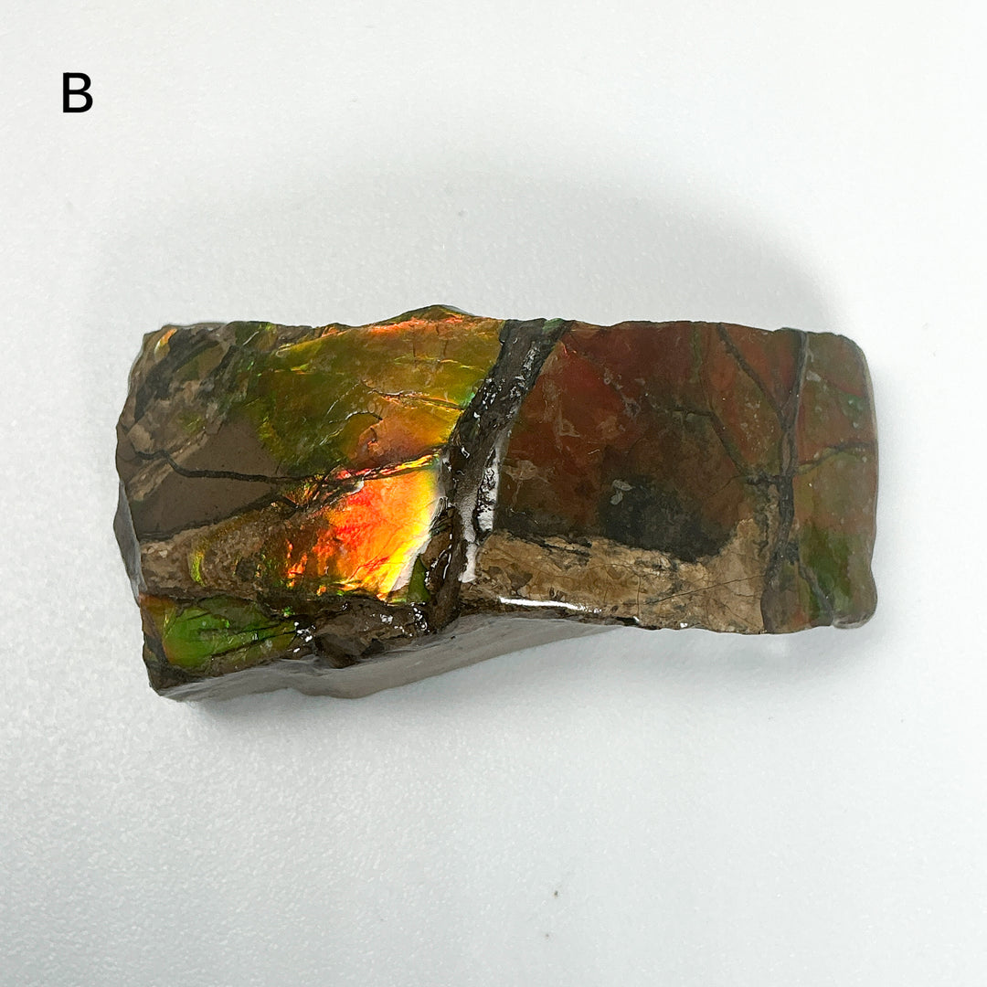Ammolite Specimen