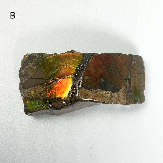 Ammolite Specimen