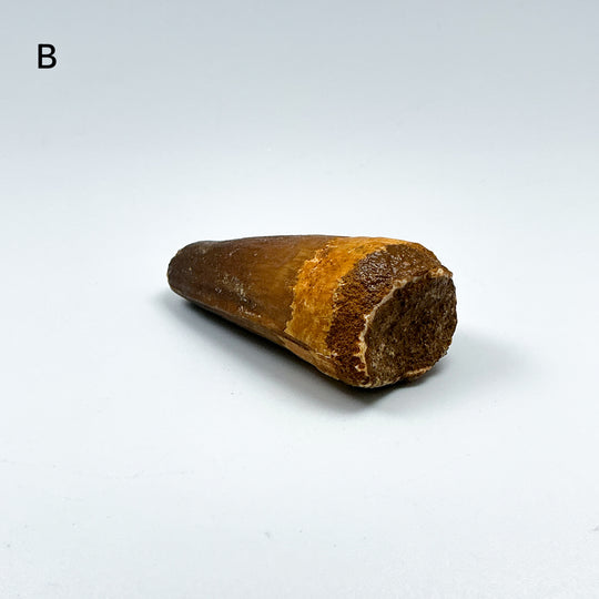 Fossilized Spinosaurus Tooth Specimen