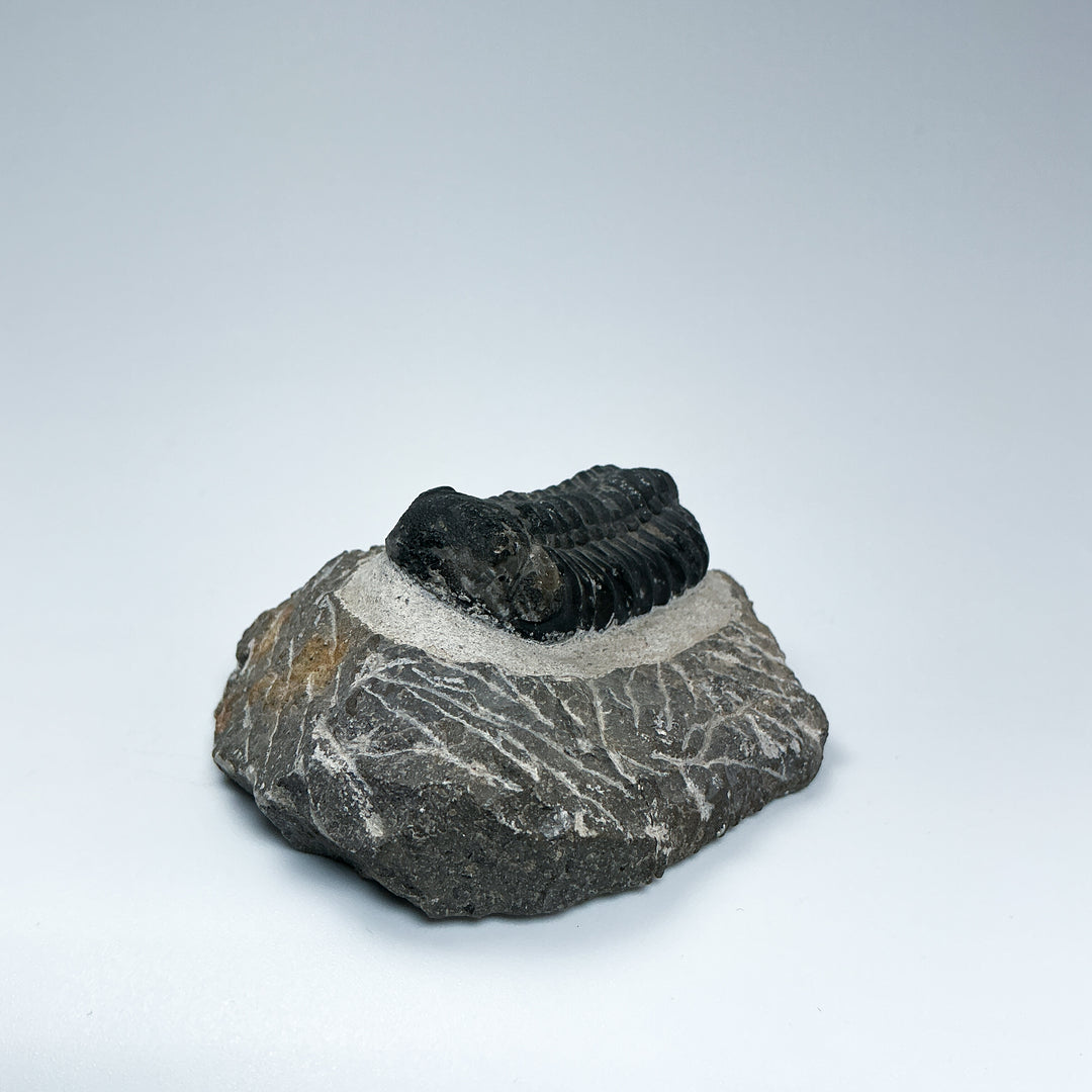 Trilobite Drotops Fossil