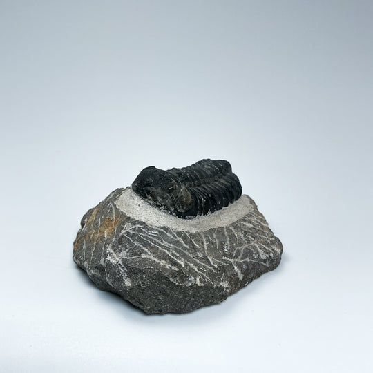 Trilobite Drotops Fossil