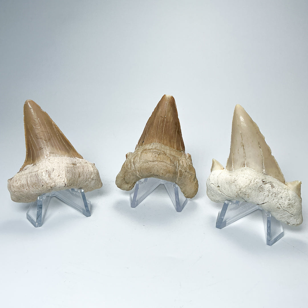 Fossilized Otodus/Lamna Shark Tooth Specimen