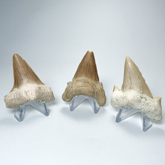 Fossilized Otodus/Lamna Shark Tooth Specimen