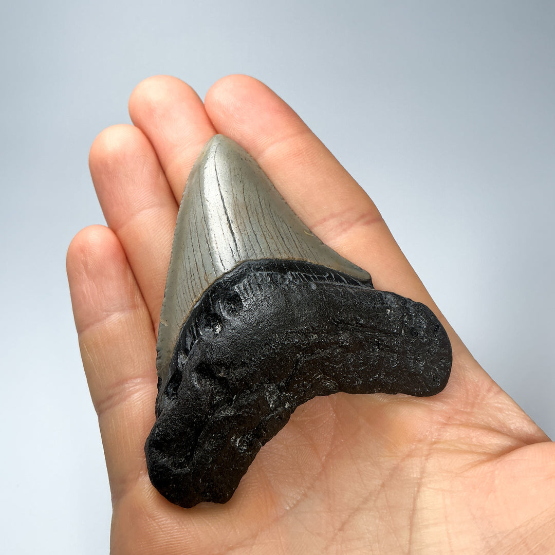Fossilized Shark Tooth Specimen: Carcharodon Megalodon