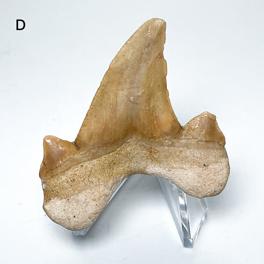Fossilized Otodus/Lamna Shark Tooth Specimen