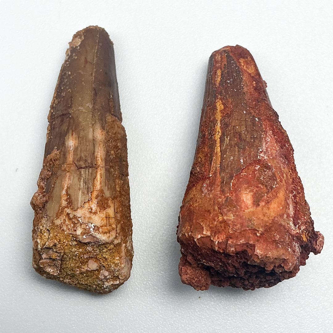 Fossilized Spinosaurus Tooth Specimen