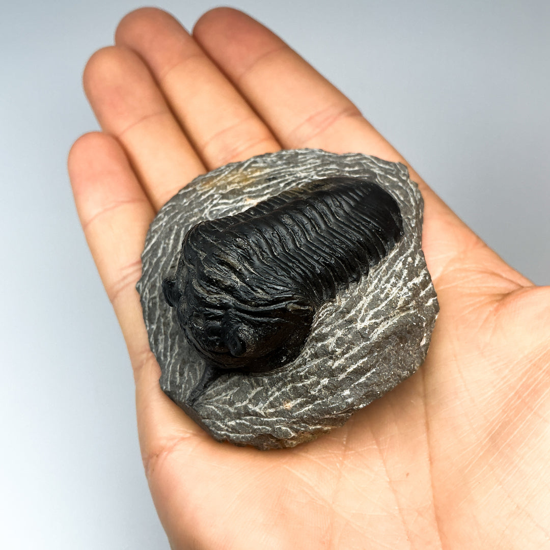 Trilobite Moroccanite Fossil