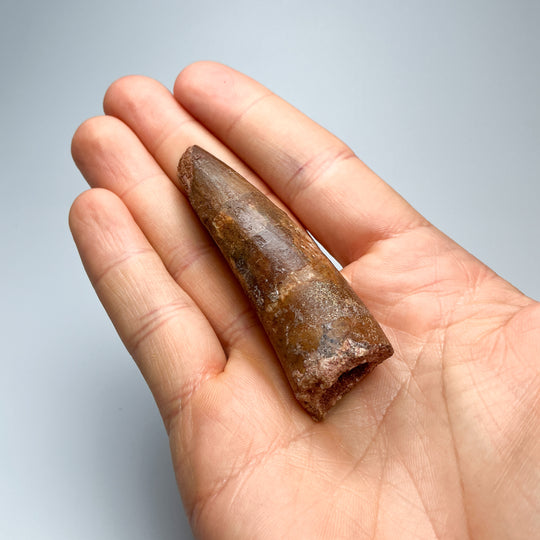 Fossilized Spinosaurus Tooth Specimen