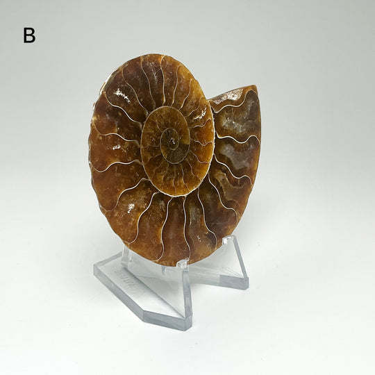Chambered Ammonite