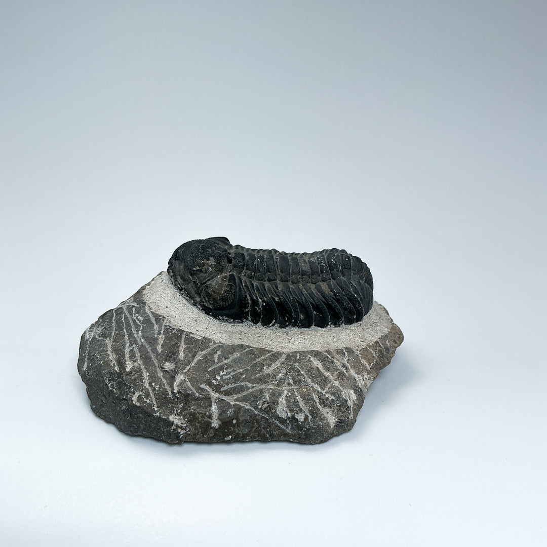 Trilobite Drotops Fossil