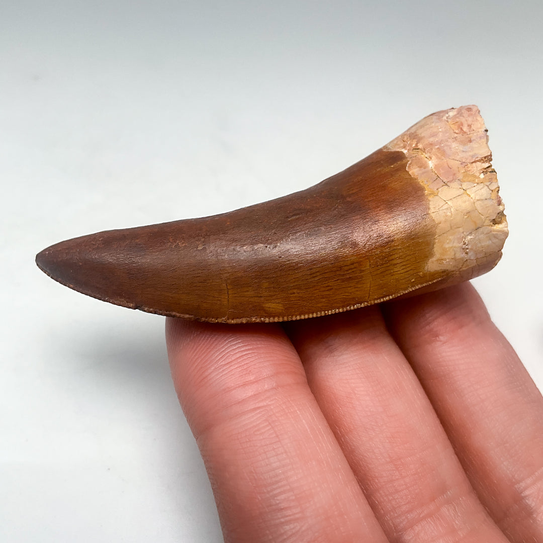 Fossilized Carcharodontosaurus Dinosaur Tooth Specimen