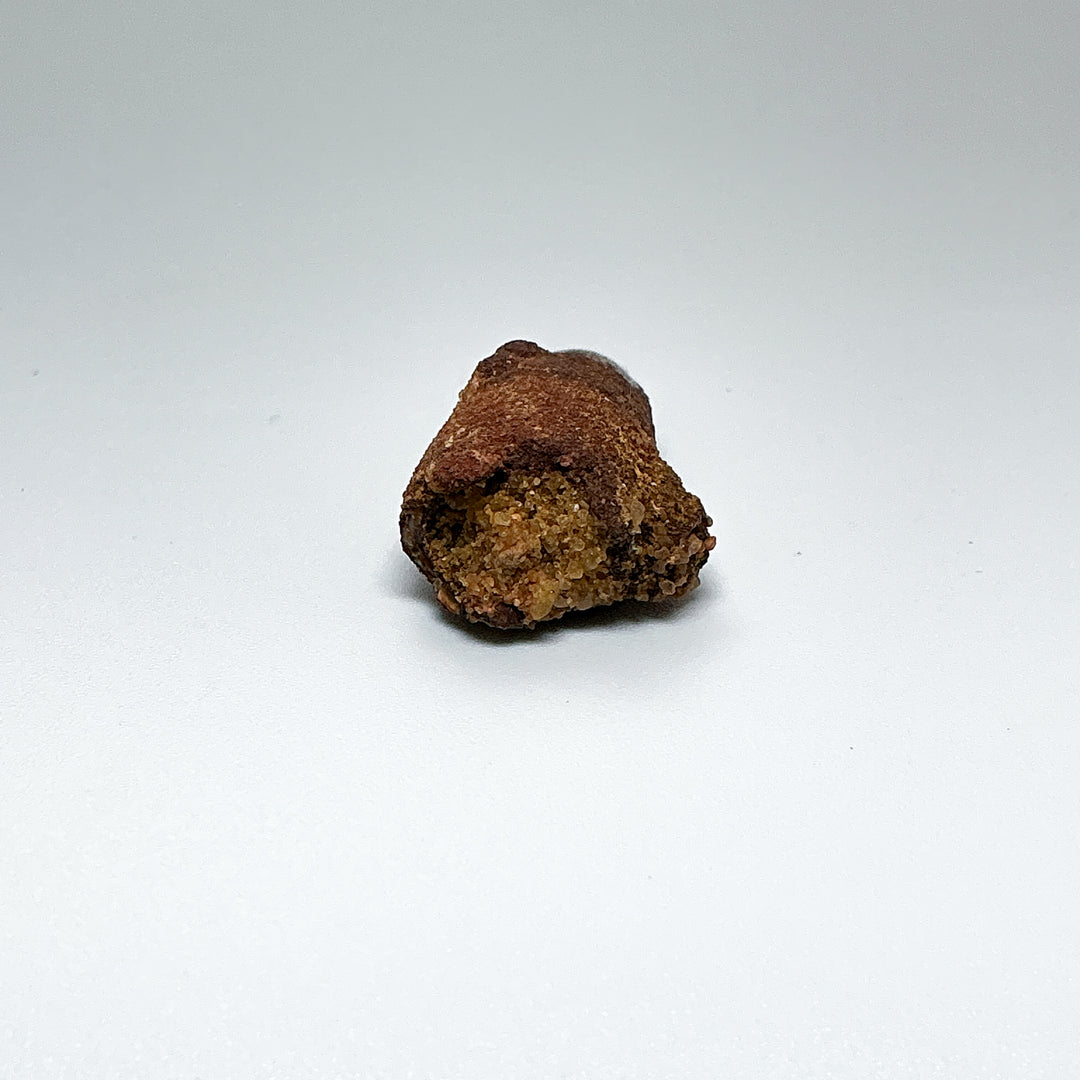 Fossilized Spinosaurus Tooth Specimen