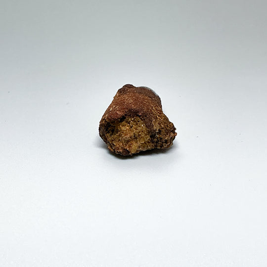 Fossilized Spinosaurus Tooth Specimen