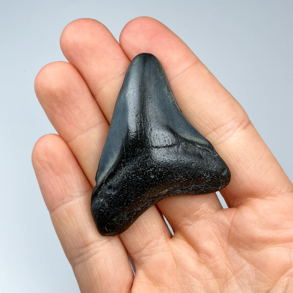 Fossilized Shark Tooth Specimen: Carcharodon Megalodon